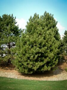 Сосна Чёрная (Pinus Nigra) купить по цене от 270.00р. в интернет-магазине «Посадика» с доставкой почтой в в Сольцые и по всей России – [изображение №1].