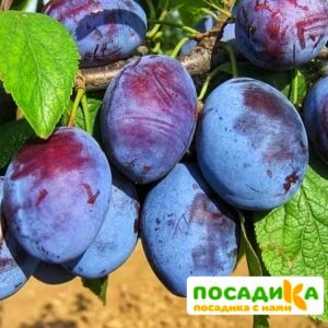 Слива Чачакская ранняя купить по цене от 229.00р. в интернет-магазине «Посадика» с доставкой почтой в в Сольцые и по всей России – [изображение №1].