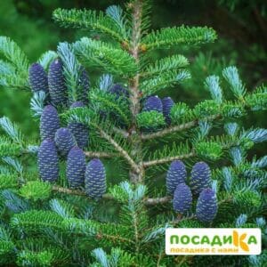 Пихта корейская (Abies koreana) купить по цене от 450.00р. в интернет-магазине «Посадика» с доставкой почтой в в Сольцые и по всей России – [изображение №1].