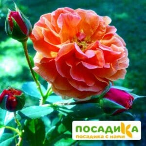 Роза Арабия купить по цене от 350.00р. в интернет-магазине «Посадика» с доставкой почтой в в Сольцые и по всей России – [изображение №1].