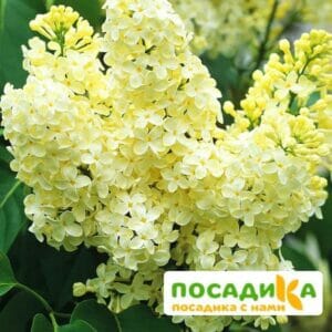 Сирень Примроуз (Primrose) купить по цене от 529.00р. в интернет-магазине «Посадика» с доставкой почтой в в Сольцые и по всей России – [изображение №1].