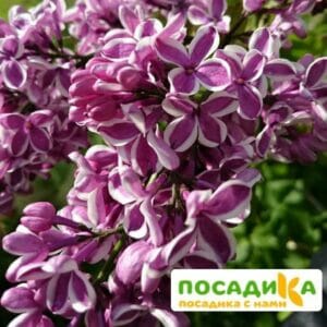 Сирень Сенсация купить по цене от 529.00р. в интернет-магазине «Посадика» с доставкой почтой в в Сольцые и по всей России – [изображение №1].