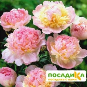 Пион Распберри Сандей (Paeonia Raspberry Sundae) купить по цене от 959р. в интернет-магазине «Посадика» с доставкой почтой в в Сольцые и по всей России – [изображение №1].