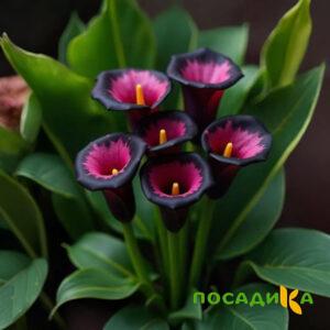 Калла Аура Лейс купить по цене от 400р. в интернет-магазине «Посадика» с доставкой почтой в в Сольцые и по всей России – [изображение №1].