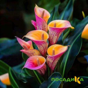 Калла Оникс купить по цене от 450р. в интернет-магазине «Посадика» с доставкой почтой в в Сольцые и по всей России – [изображение №1].