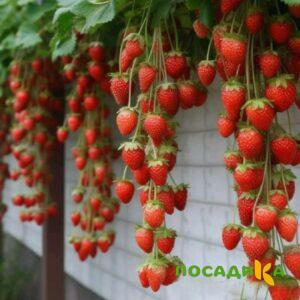 Клубника вьющаяся Комплимент купить по цене от 470р. в интернет-магазине «Посадика» с доставкой почтой в в Сольцые и по всей России – [изображение №1].