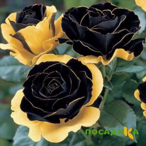 Роза Ханни Сикл купить по цене от 700р. в интернет-магазине «Посадика» с доставкой почтой в в Сольцые и по всей России – [изображение №1].