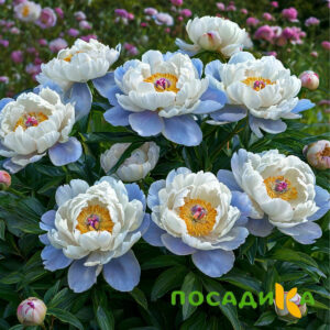 Пион акварельный Этюд купить по цене от 806р. в интернет-магазине «Посадика» с доставкой почтой в в Сольцые и по всей России – [изображение №1].