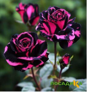 Роза Багровый Шепот купить по цене от 366р. в интернет-магазине «Посадика» с доставкой почтой в в Сольцые и по всей России – [изображение №1].