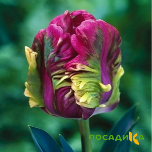 Тюльпан Экзотик Хэвен купить по цене от 186р. в интернет-магазине «Посадика» с доставкой почтой в в Сольцые и по всей России – [изображение №1].