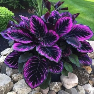 Хоста Люминоза купить по цене от 450р. в интернет-магазине «Посадика» с доставкой почтой в в Сольцые и по всей России – [изображение №1].