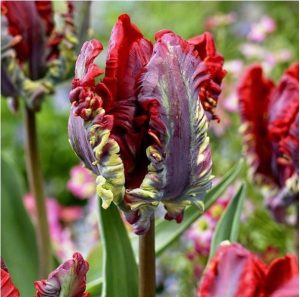 Тюльпан Рококо купить по цене от 350р. в интернет-магазине «Посадика» с доставкой почтой в в Сольцые и по всей России – [изображение №1].