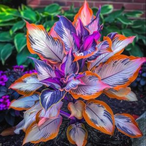 Хоста Эмеральд Тиара купить по цене от 602р. в интернет-магазине «Посадика» с доставкой почтой в в Сольцые и по всей России – [изображение №1].