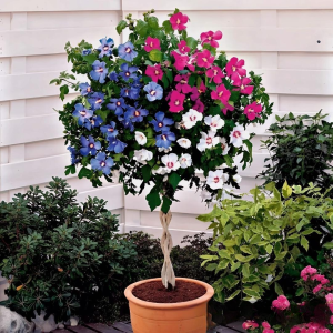 Гибискус-Дерево Триколор купить по цене от 289р. в интернет-магазине «Посадика» с доставкой почтой в в Сольцые и по всей России – [изображение №1].