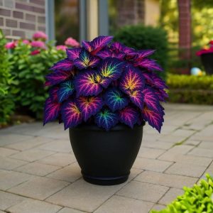 Хоста Фрости Блю купить по цене от 389р. в интернет-магазине «Посадика» с доставкой почтой в в Сольцые и по всей России – [изображение №1].