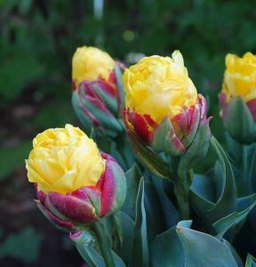 Тюльпан Айс Крим Банана купить по цене от 360р. в интернет-магазине «Посадика» с доставкой почтой в в Сольцые и по всей России – [изображение №1].