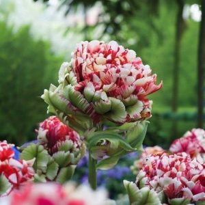 Тюльпан Дабл Флеминг Берд купить по цене от 249р. в интернет-магазине «Посадика» с доставкой почтой в в Сольцые и по всей России – [изображение №1].