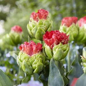 Тюльпан Бычий Глаз купить по цене от 275р. в интернет-магазине «Посадика» с доставкой почтой в в Сольцые и по всей России – [изображение №1].