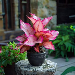 Хоста Розовая Симфония купить по цене от 800р. в интернет-магазине «Посадика» с доставкой почтой в в Сольцые и по всей России – [изображение №1].