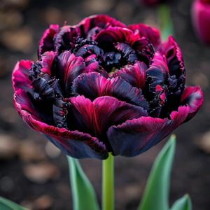 Тюльпан Фламинго купить по цене от 500р. в интернет-магазине «Посадика» с доставкой почтой в в Сольцые и по всей России – [изображение №1].