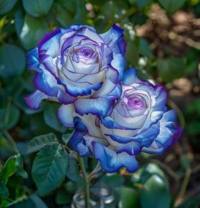 Роза Пэтолз Хоуп купить по цене от 333р. в интернет-магазине «Посадика» с доставкой почтой в в Сольцые и по всей России – [изображение №1].