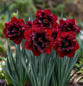 Нарцисс Сапфировый Бриз купить по цене от 3000р. в интернет-магазине «Посадика» с доставкой почтой в в Сольцые и по всей России – [изображение №1].