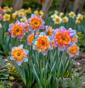 Нарцисс Айвери Дон купить по цене от 3000р. в интернет-магазине «Посадика» с доставкой почтой в в Сольцые и по всей России – [изображение №1].