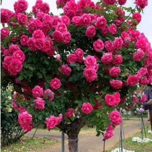 Роза Версаля купить по цене от 232р. в интернет-магазине «Посадика» с доставкой почтой в в Сольцые и по всей России – [изображение №1].