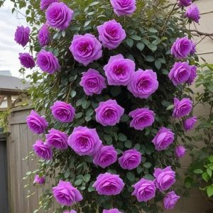 Роза Мистик Уайт купить по цене от 620р. в интернет-магазине «Посадика» с доставкой почтой в в Сольцые и по всей России – [изображение №1].