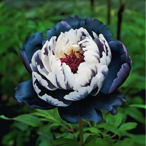 Пион Древовидный Инь-Янь купить по цене от 419р. в интернет-магазине «Посадика» с доставкой почтой в в Сольцые и по всей России – [изображение №1].