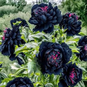 Пион древовидный Сердце Афродиты купить по цене от 600р. в интернет-магазине «Посадика» с доставкой почтой в в Сольцые и по всей России – [изображение №1].