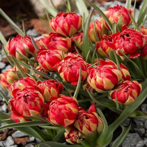 Тюльпан Ап Пинк купить по цене от 390р. в интернет-магазине «Посадика» с доставкой почтой в в Сольцые и по всей России – [изображение №1].