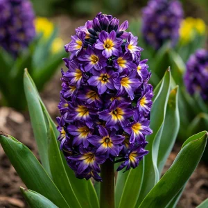 Гиацинт Вельвет Колор купить по цене от 2099р. в интернет-магазине «Посадика» с доставкой почтой в в Сольцые и по всей России – [изображение №1].