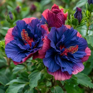 Гибискус Роуз Шайн купить по цене от 360р. в интернет-магазине «Посадика» с доставкой почтой в в Сольцые и по всей России – [изображение №1].