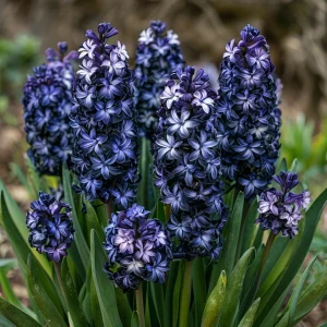 Гиацинт Блум Клауд купить по цене от 2099р. в интернет-магазине «Посадика» с доставкой почтой в в Сольцые и по всей России – [изображение №1].