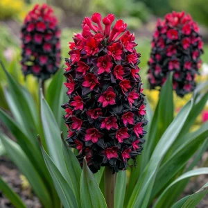 Гиацинт Джем Стоун купить по цене от 2099р. в интернет-магазине «Посадика» с доставкой почтой в в Сольцые и по всей России – [изображение №1].