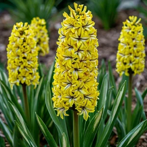 Гиацинт Сансет Голд купить по цене от 2099р. в интернет-магазине «Посадика» с доставкой почтой в в Сольцые и по всей России – [изображение №1].