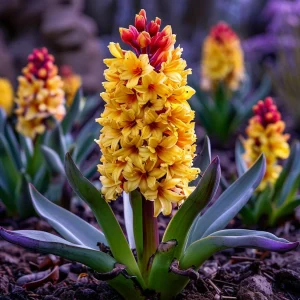 Гиацинт Миднайт Мистери купить по цене от 2099р. в интернет-магазине «Посадика» с доставкой почтой в в Сольцые и по всей России – [изображение №1].