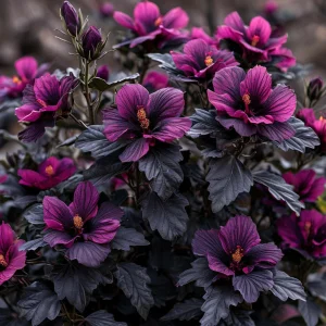 Гибискус Корал Чарм купить по цене от 271р. в интернет-магазине «Посадика» с доставкой почтой в в Сольцые и по всей России – [изображение №1].