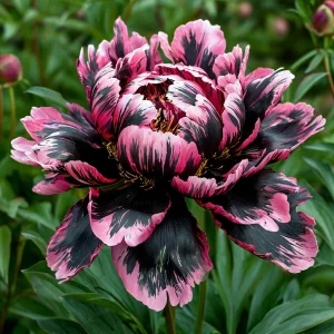 Пион Дроп Руби купить по цене от 469р. в интернет-магазине «Посадика» с доставкой почтой в в Сольцые и по всей России – [изображение №1].