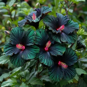 Гибискус Пикок Плюм купить по цене от 490р. в интернет-магазине «Посадика» с доставкой почтой в в Сольцые и по всей России – [изображение №1].