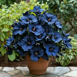 Гибискус Селестиал Флейм купить по цене от 326р. в интернет-магазине «Посадика» с доставкой почтой в в Сольцые и по всей России – [изображение №1].