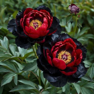 Пион Эбеновый Рубин купить по цене от 419р. в интернет-магазине «Посадика» с доставкой почтой в в Сольцые и по всей России – [изображение №1].