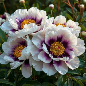 Пион Эко Саммер купить по цене от 548р. в интернет-магазине «Посадика» с доставкой почтой в в Сольцые и по всей России – [изображение №1].