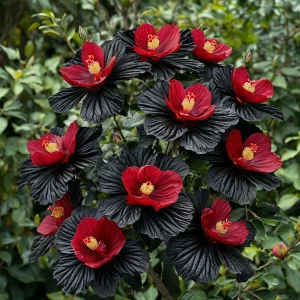 Гибискус Ройял Афеа купить по цене от 460р. в интернет-магазине «Посадика» с доставкой почтой в в Сольцые и по всей России – [изображение №1].