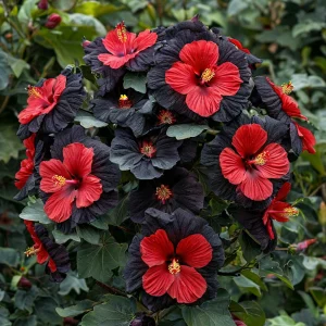 Гибискус Шиммеринг купить по цене от 720р. в интернет-магазине «Посадика» с доставкой почтой в в Сольцые и по всей России – [изображение №1].