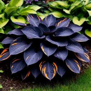 Хоста Умбра купить по цене от 349р. в интернет-магазине «Посадика» с доставкой почтой в в Сольцые и по всей России – [изображение №1].