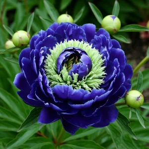 Пион Дримвивер купить по цене от 417р. в интернет-магазине «Посадика» с доставкой почтой в в Сольцые и по всей России – [изображение №1].