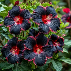 Гибискус садовый Файер Дэнсер купить по цене от 450р. в интернет-магазине «Посадика» с доставкой почтой в в Сольцые и по всей России – [изображение №1].