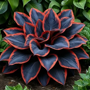 Хоста Солнечный Агат купить по цене от 440р. в интернет-магазине «Посадика» с доставкой почтой в в Сольцые и по всей России – [изображение №1].